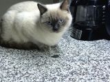 1.5 Yaşında Bluepoint Dişi Kedi  (Kısırlaştırıldı)