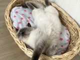 1.5 Yaşında Bluepoint Dişi Kedi  (Kısırlaştırıldı)