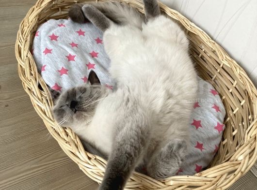 1.5 Yaşında Bluepoint Dişi Kedi  (Kısırlaştırıldı) görsel