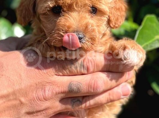 Maltipoo Mini Boy Red Dişi Yavrumuz görsel