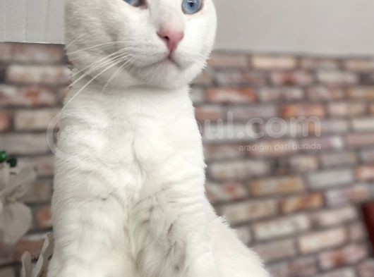 Herşeyi Tam Kedilerimizin görsel