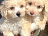 Maltipoo Mini Boy Dişi Erkek Yavrularımız