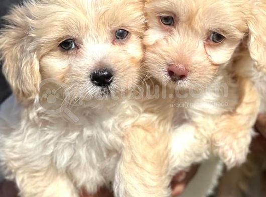 Maltipoo Mini Boy Dişi Erkek Yavrularımız görsel