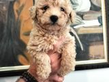 Poodle den farksız orijinal toy F1 Maltipoo yavrular 