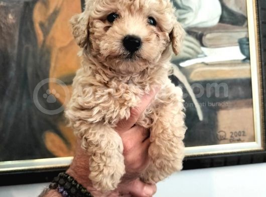 Poodle Den Farksız Orijinal Toy F1 Maltipoo Yavrular 