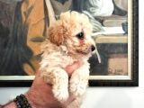 Poodle Den Farksız Orijinal Toy F1 Maltipoo Yavrular 