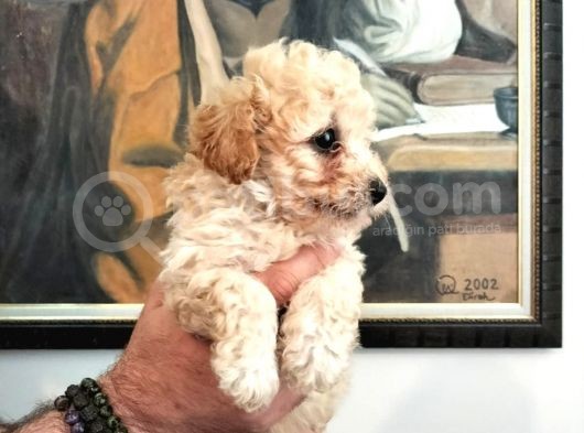 Poodle Den Farksız Orijinal Toy F1 Maltipoo Yavrular  görsel