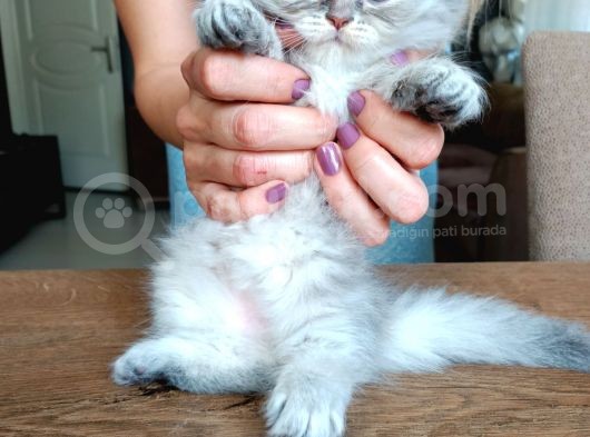 British Longhair 2 Aylık Yavrular Sahiplendirilecek