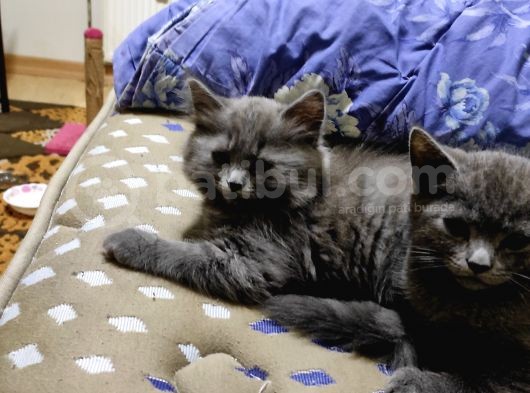 British Short Hair Afyon Merkez görsel