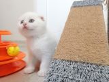 2 Aylık Scottish Fold Yavrularımız Yuva Arıyor