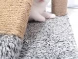 2 Aylık Scottish Fold Yavrularımız Yuva Arıyor