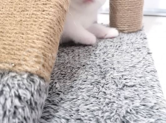 2 Aylık Scottish Fold Yavrularımız Yuva Arıyor görsel