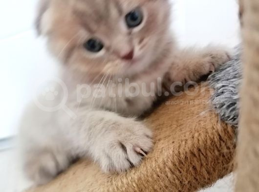 2 Aylık Scottish Fold Yavrularımız Yuva Arıyor görsel
