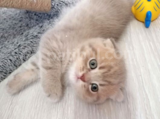2 Aylık Scottish Fold Yavrularımız Yuva Arıyor görsel