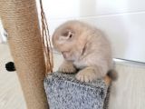 2 Aylık Scottish Fold Yavrularımız Yuva Arıyor