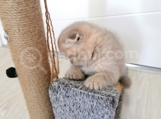 2 Aylık Scottish Fold Yavrularımız Yuva Arıyor görsel