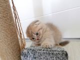 2 Aylık Scottish Fold Yavrularımız Yuva Arıyor