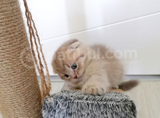 2 Aylık Scottish Fold Yavrularımız Yuva Arıyor görsel