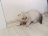 2 Aylık Scottish Fold Yavrularımız Yuva Arıyor