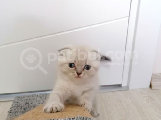 2 Aylık Scottish Fold Yavrularımız Yuva Arıyor görsel