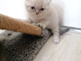 2 Aylık Scottish Fold Yavrularımız Yuva Arıyor