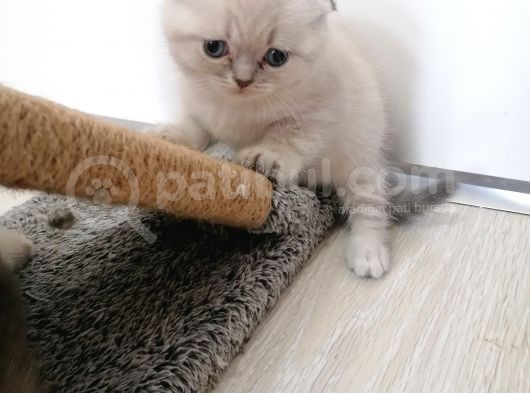 2 Aylık Scottish Fold Yavrularımız Yuva Arıyor görsel