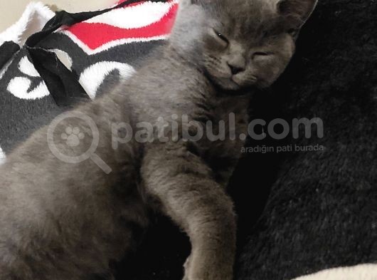 British Short Hair Afyon Merkez görsel