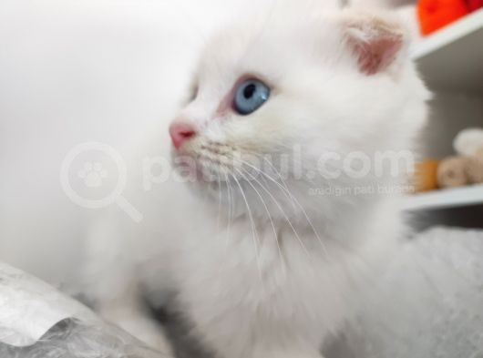 2 Aylık Beyaz Prens Sahibini Bekliyor görsel