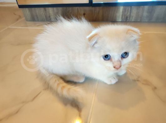 2 Aylık Beyaz Prens Sahibini Bekliyor görsel