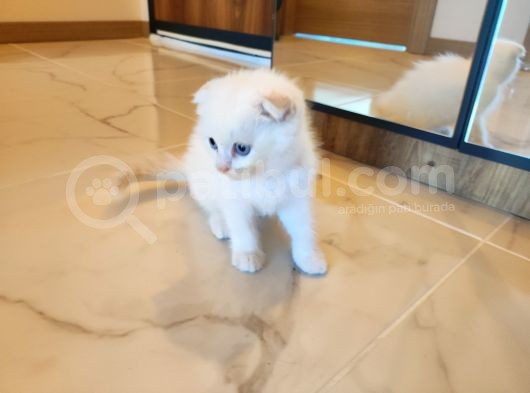 2 Aylık Beyaz Prens Sahibini Bekliyor