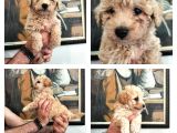 Poodle Den Farksız Orijinal Toy F1 Maltipoo Yavrular 
