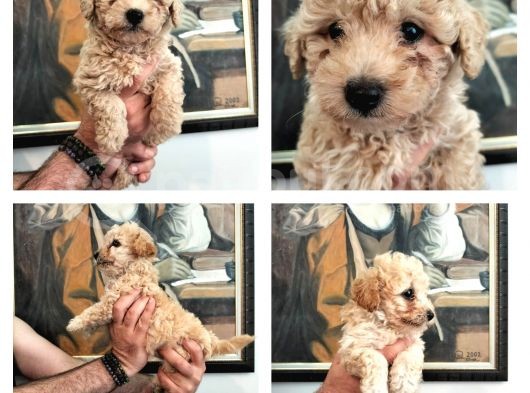 Poodle Den Farksız Orijinal Toy F1 Maltipoo Yavrular  görsel