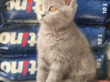 British Shorthair Yavrumuz