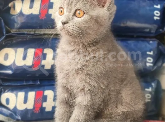 British Shorthair Yavrumuz görsel