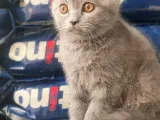 British Shorthair Yavrumuz