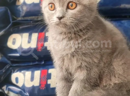 British Shorthair Yavrumuz görsel
