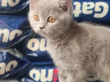 British Shorthair Yavrumuz