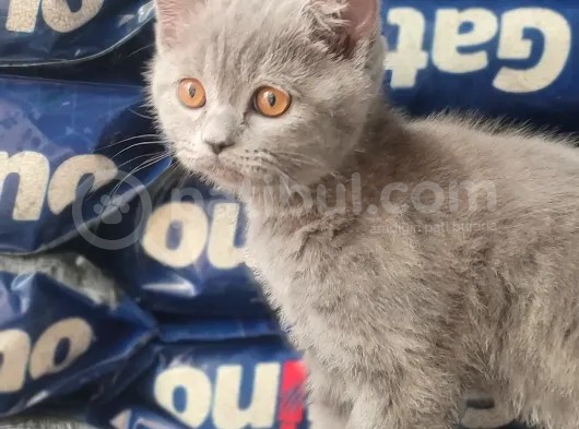 British Shorthair Yavrumuz görsel