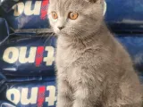 British Shorthair Yavrumuz