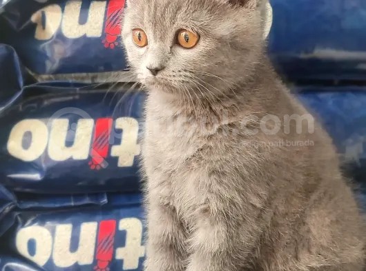 British Shorthair Yavrumuz