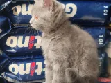 British Shorthair Yavrumuz