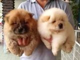 Chow chow Yavrular Yeni Yuvasını Arıyor
