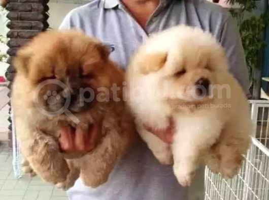 Chow Chow Yavrular Yeni Yuvasını Arıyor