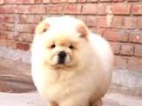 Chow Chow Yavrular Yeni Yuvasını Arıyor