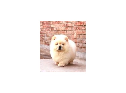 Chow Chow Yavrular Yeni Yuvasını Arıyor görsel