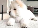 Chow Chow Yavrular Yeni Yuvasını Arıyor
