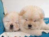 Chow Chow Yavrular Yeni Yuvasını Arıyor
