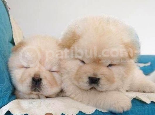 Chow Chow Yavrular Yeni Yuvasını Arıyor görsel