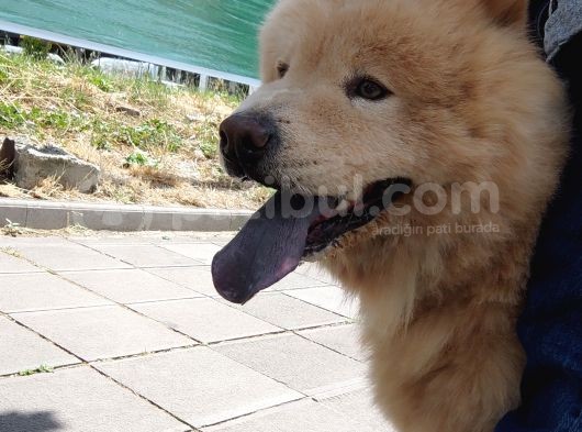 8 Aylık Erkek Çin Aslanı Sevimli Sempatik Sıcacık Ailesini Arıyor görsel