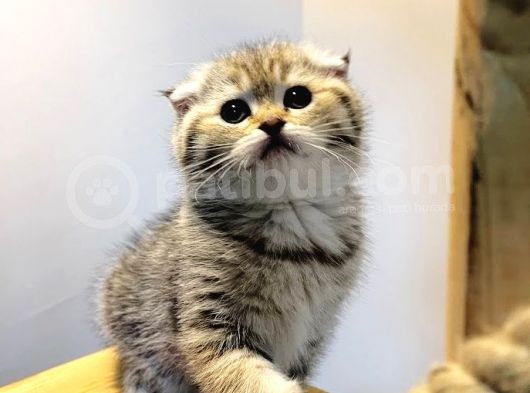 Ayı Surat Black Golden Aile Ortamında Büyümüş Yavrumuz görsel